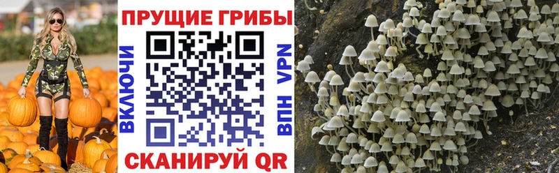 Купить где  Кувандык  Псилоцибиновые грибы мицелий 